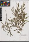 Foto von Salix eleagnos Scop.